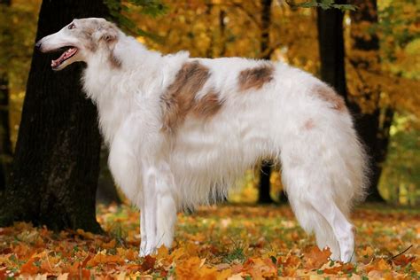 Borzoi dog price. Feb 22, 2024 ... What's the average Borzoi price? Depending on the breeder, expect to spend anywhere from $1,500 to $5,000 for a pup. But for that, you usually ... 