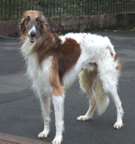 Borzoi for adoption. This 4 year old beautiful Borzoi is a gentle, elegant lady who turns heads wherever she goes. She likes to get to know people at her own pace and due to her sensitive nature, we think she would best be suited to a quieter home environment, where the youngest family members are of secondary-school age. Zara is fearful and reactive to dogs, so ... 