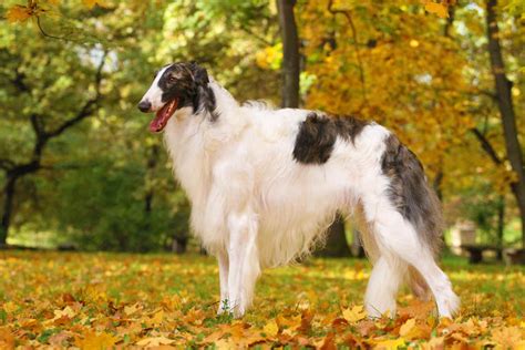 Borzoi price. Learn about the initial and ongoing costs of owning a Borzoi, a rare and elegant breed of dog. Find out the average prices of buying or adopting a Borzoi puppy or adult, and how to care for them properly. 