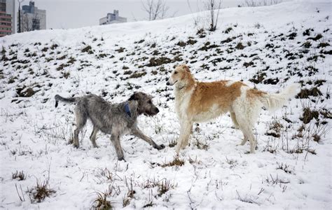 Borzoi vs. Irish Wolfhound - National Borzoi Club