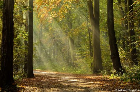 Bos en natuur fotovreugd