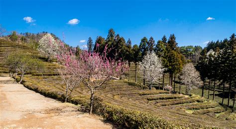 Boseong Green Tea Fields : South Korea - Go Travel Your World