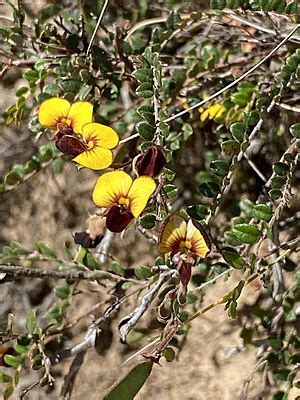 Bossiaea Facts for Kids - Kiddle