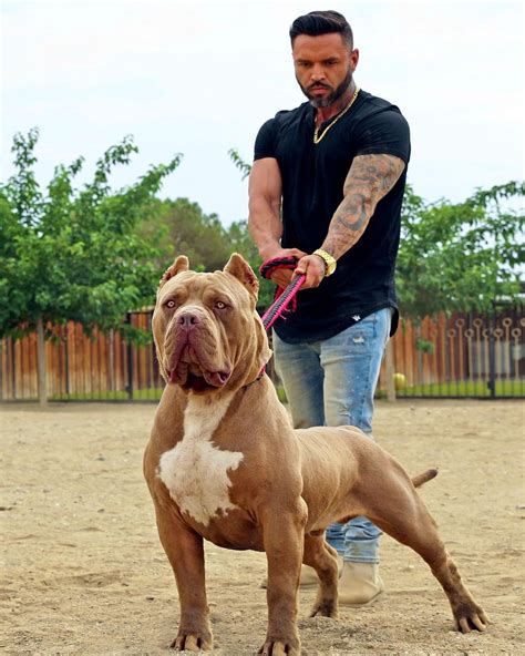 Bossy kennels instagram. Bully as they come with rear like his daddy Punisher and his granddaddy Bossy’s Jumanji...". Pway Kennels | Pway’s Rome 🅿️‼️ He is one of them ! Bully as they come with rear like his daddy Punisher and his granddaddy Bossy’s Jumanji... | Instagram 