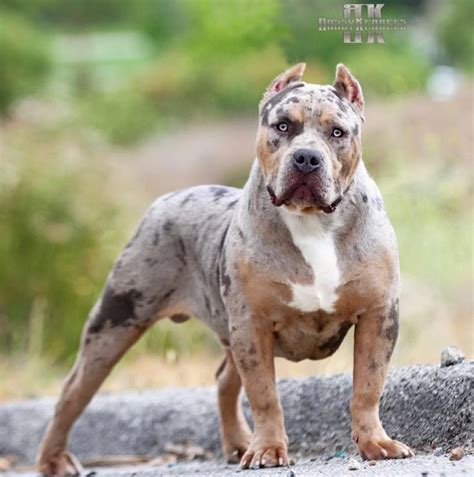 Bossy kennels location. The handsome blue XL Bully Pitbull super producer. BGK's Gambino, 160 lbs (largest son of MBK's Morpheus) has been bred again to. big beautiful tri female AE's Nahla (Bossy Kennel blood) so we have colorful big bully blue pit bull puppies for sale with Morpheus,BGKs Picasso, BGK's The Rock on both sides of the pedigree. 