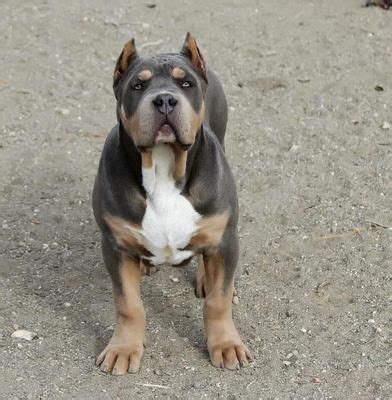 bossy kennels is the #1 pitbull kennel ( breeder ) website ca california. e breed and sell bully style pitbull puppies here at our kennel. he pit bull puppies we sell are famous and world wide bloodlines, our pitbulls for sale are extreme. our breeding program is aimed at a structure to produce short tall and medium sized wide xxl blue pit .... 