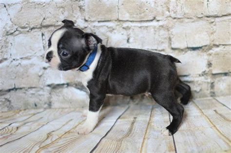 Boston Bulldog Puppies For Sale In Michigan