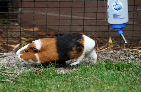 Boston City Council looks to ban the sale of guinea pigs at pet shops