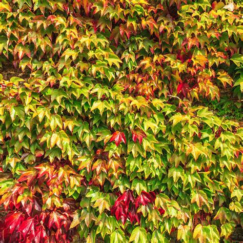 Boston Ivy Parthenocissus tricuspidata