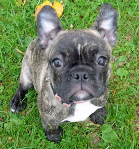 Boston Terrier And French Bulldog Mix Puppies For Sale