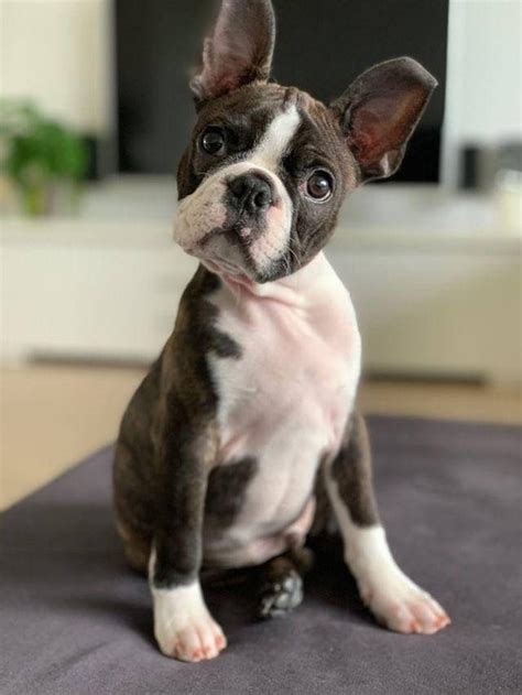 Boston Terrier And French Bulldog Puppies