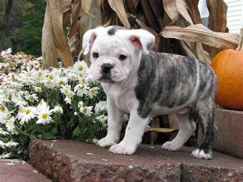 Boston Terrier English Bulldog Mix Puppies For Sale