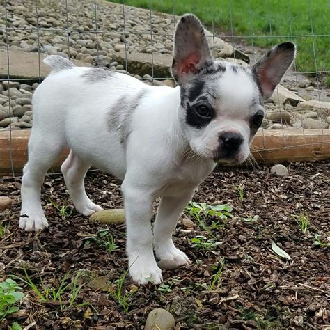 Boston Terrier French Bulldog Mix Puppies For Sale Florida