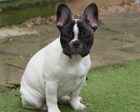 Boston Terrier French Bulldog Puppies For Sale