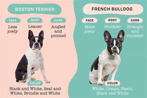 Boston Terrier Puppies Vs French Bulldog