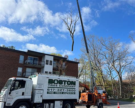 Boston Tree Company Reviews - Needham Heights, MA Angi