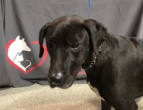 Boston area pets. Coffee with the Collective at Copper Dog Books primary image · Dog Photos with Santa primary image · Dog "Lick Painting" At Barrel House Z primary image · All Dogs ... 