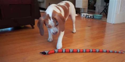 Boston beagle’s heroic rescue sparks community outcry against drug crisis