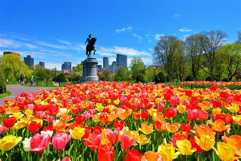 Boston botanical garden. Planned Giving. Paul Rogers Memorial Fund. Business Partnerships. One of the most popular attractions, the Field of Daffodils heralds the arrival of spring. Experience this tapestry of color and take photographs. 