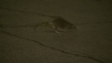 Boston city councilor proposes new pest control department and ‘rat czar’ to tackle rodent complaints