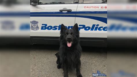 Boston police announce passing of K-9 Dexter