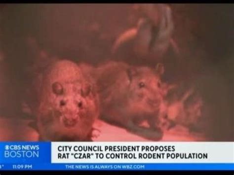 Boston should hire a rat ‘czar,’ council president says