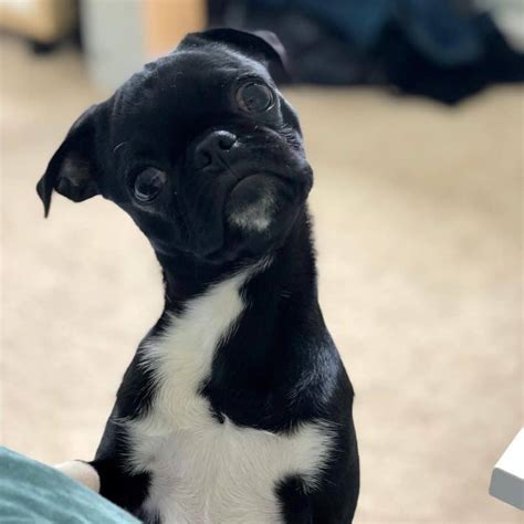 Boston terrier and a pug mix. They are Pug and Boston terrier mix. They were born Oct 1st. They have their first two vaccines. One boy and one girl available. The pups are super playful and would make a great addition to your family 😊. I am asking for a small rehoming fee to ensure these pups go to a great home. 9097three72105. 