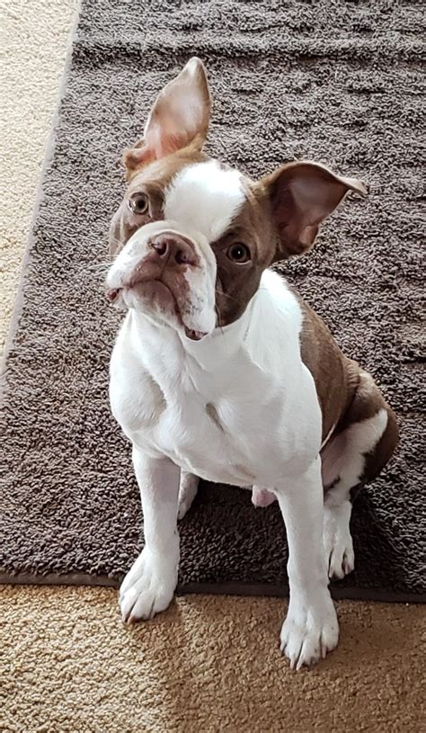 Boston terrier breeder near me. Find Boston Terrier Puppies and Breeders in your area and helpful Boston Terrier information. All Boston Terrier found here are from AKC-Registered parents. 
