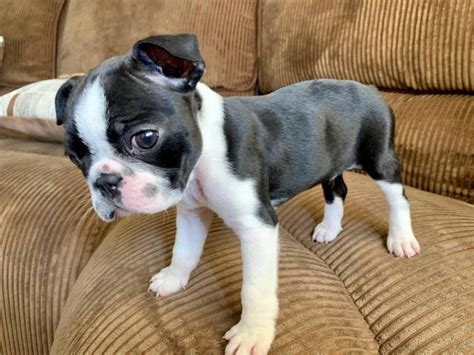 Boston terrier breeders near me. 3. New England Boston Terriers – Dighton, MA. New England Boston Terriers specializes in breeding thoroughbred Boston Terrier puppies in Massachusetts. The business offers a 100% satisfaction guarantee, which is backed by the happy customer reviews on the site. New England Boston Terriers are proud to breed healthy dogs in a … 
