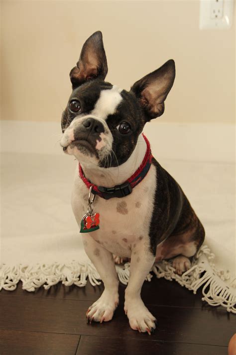 Boston terrier frenchie mix. Boston terriers are either brindle - a mix of black and brown in a pattern - seal or black with required white markings. The seal color may actually appear black, but red highlights appear in sunlight. ... The Frenchie may be shyer than the Boston, requiring more work at socialization with people other than the owner. While it's … 