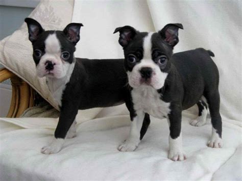 Woof! Why buy a Boston Terrier puppy for sale if you can adopt and sav