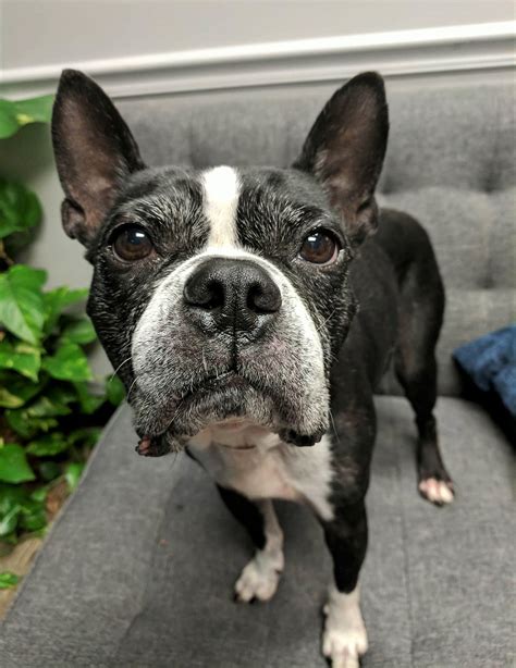 Location: USA MINERAL WELLS, WV, USA. Distance: Aprox. 156.9 mi from Roanoke. We have a lovely cream female Boston Terrier Puppy named Marley that was born May 29, 8 wks old and ready on July 24. She is available to a PET home only (meaning no breeding).... Tags: Boston Terrier Cream.. 