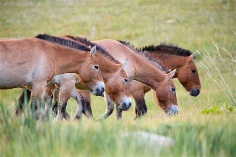 However, Przewalski’s horse is not an ancestor of modern domestic horses but the feral descendant of the domesticated Botai horse . The wild ancestor of domestic horses seems to be extinct presently . The other reason is that the identification of horse domestication history has been problematic without a clear domestication scenario of the ...