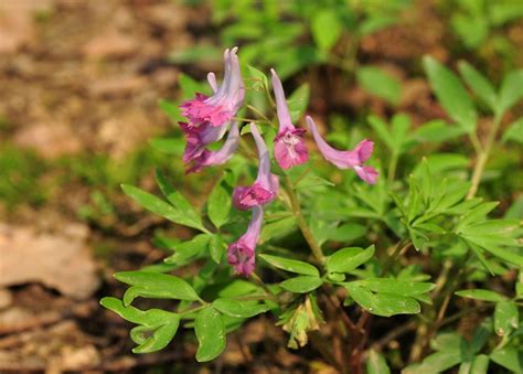 Botanical Name: Corydalis yanhusuo - fridabotanicals.com