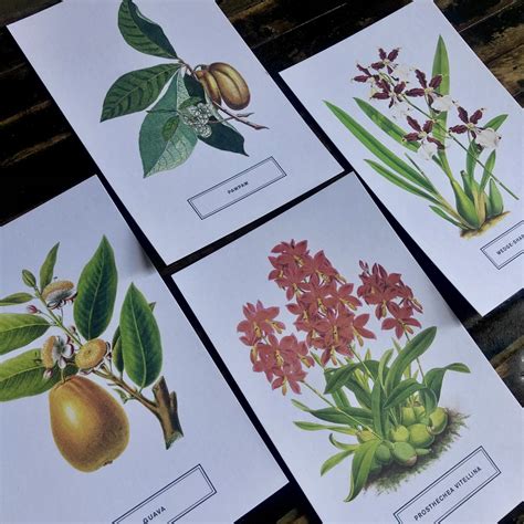 Read Botanicals 100 Postcards From The Archives Of The New York Botanical Garden By New York Botanical Garden