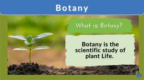 Botany is the branch of biology that involves the study of the structure, properties and biochemical processes of all forms of plant life, including algae, fungi, ferns and trees. Also included within its scope are plant classification and the study of plant diseases, as well as the interactions of plants with people and their physical .... 