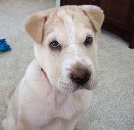 Both of these dogs can be friendly but personalities differ, so you never know