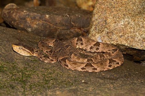 Bothrops asper Vikipedi.