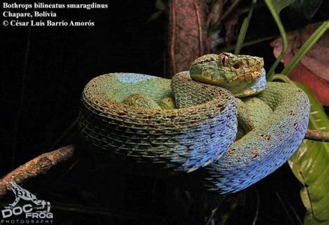 Bothrops bilineatus The Reptile Database