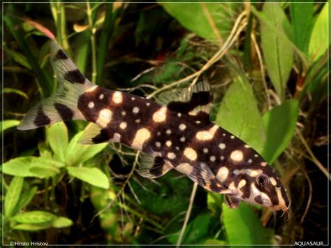 Botia kubotai – Polka-Dot Loach — Seriously Fish