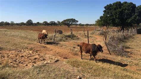 Botswana Offers Start-Up Wildlife Stock to Farmers to Boost Agro …