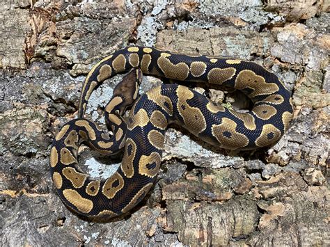 Bottensubstrat kungspyton