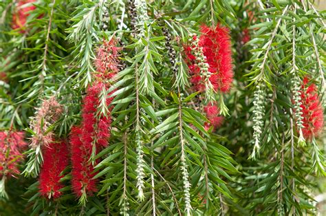 Bottle brush plant - Bushes - Outdoor Plants - The …