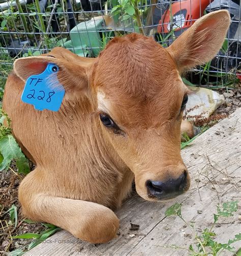 Bottle calves for sale in missouri. Kramer Farms. Clio, Michigan 48420. Phone: (810) 676-4018. View Details. Email Seller Video Chat. Group of mixed stocker/feeder calves for sale. Prices range from $325-$500. Quality calves that would feed out well and put some quality beef in your freezer. Get Shipping Quotes. 
