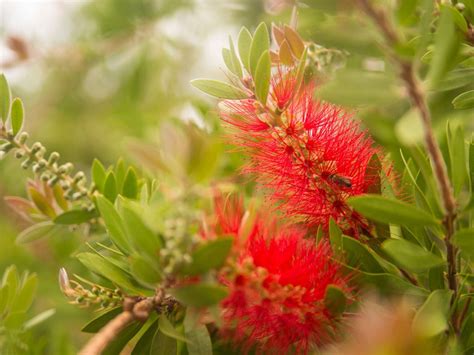 Bottlebrush Plant Pruning And Care: How To Grow A Bottlebrush