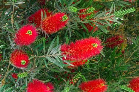 Bottlebrush Trees (Callistemon) How to Grow and …