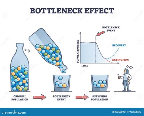 Bottleneck effect