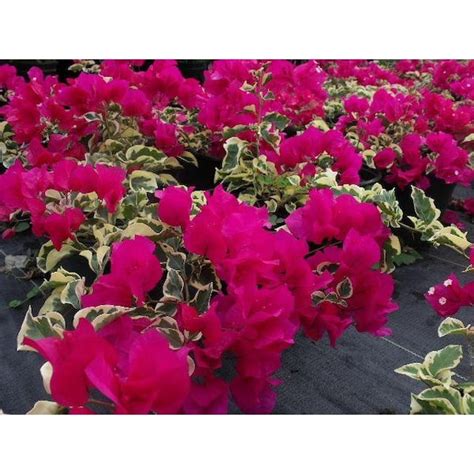 Bougainvillea 1 - The Home Depot