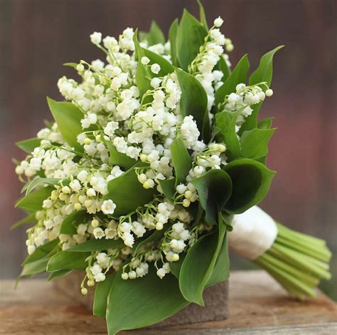 Bouquets with lily of the valley. A gorgeous symbol of virtue and humility, the white Lily of the Valley is a fabulous addition to any wedding gift and looks stunning in bridal bouquets! A representation of motherhood due to its connection to the Virgin Mary, Lily of the Valley is a thoughtful flower to send to new parents. [16] 