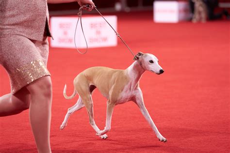 Bourbon the Whippet Wins Best in Show at the 2024 AKC National ...